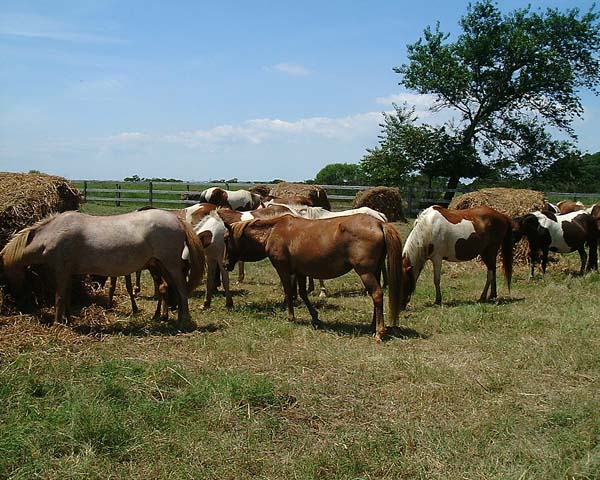 Chincoteague05 002