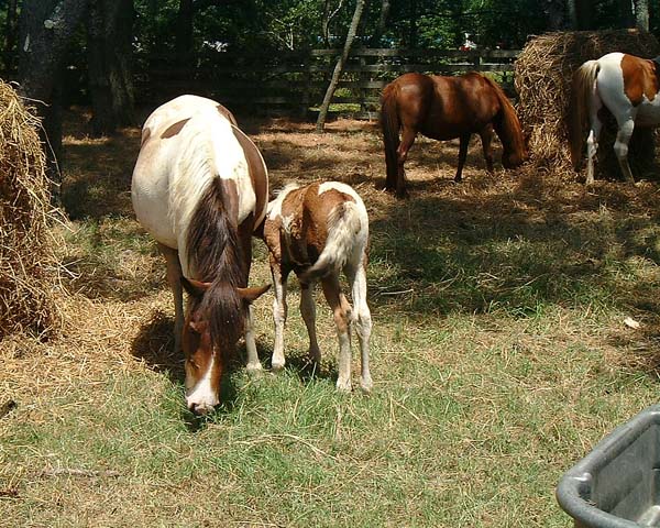 Chincoteague05 003