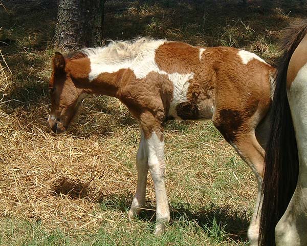 Chincoteague05 004