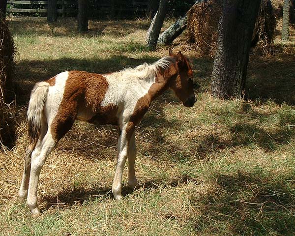 Chincoteague05 005