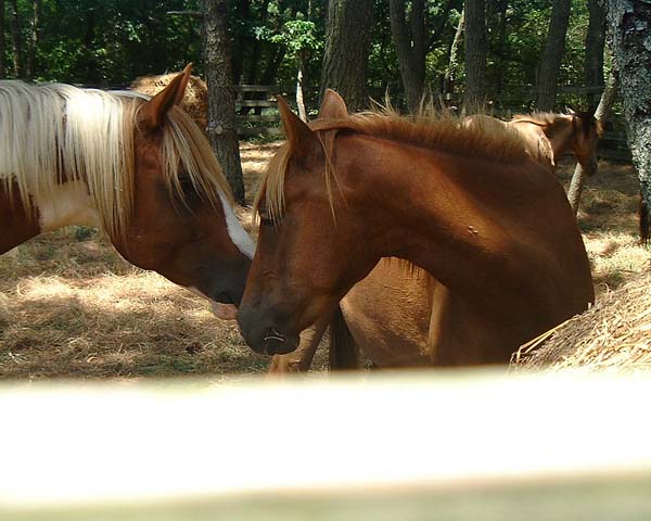 Chincoteague05 006