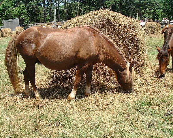 Chincoteague05 007