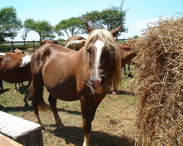 Chincoteague05 015