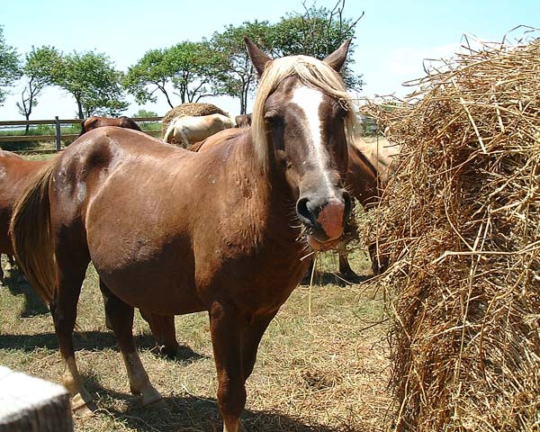 Chincoteague05 016