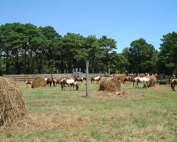 Chincoteague05 019