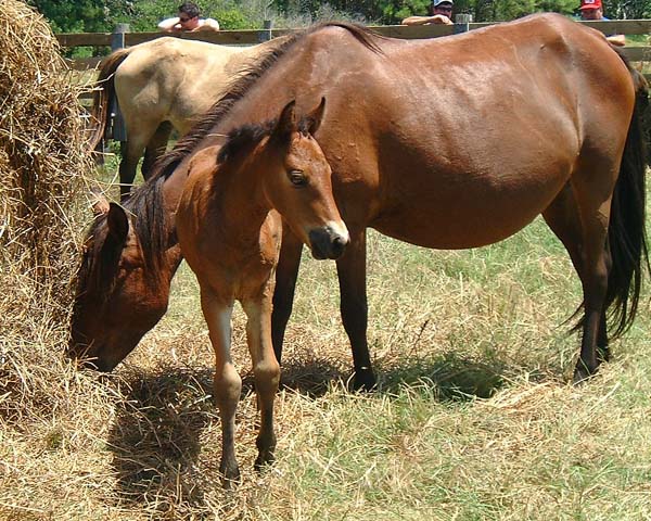 Chincoteague05 021