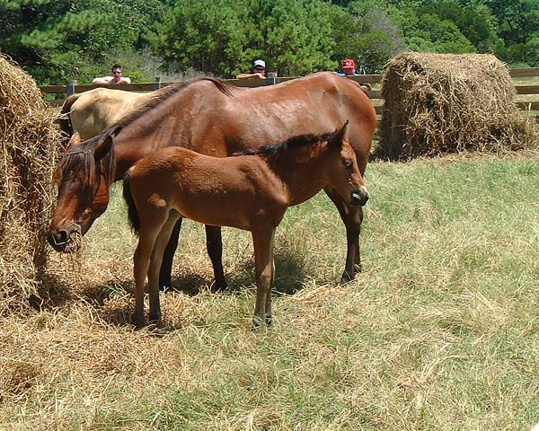 Chincoteague05 022