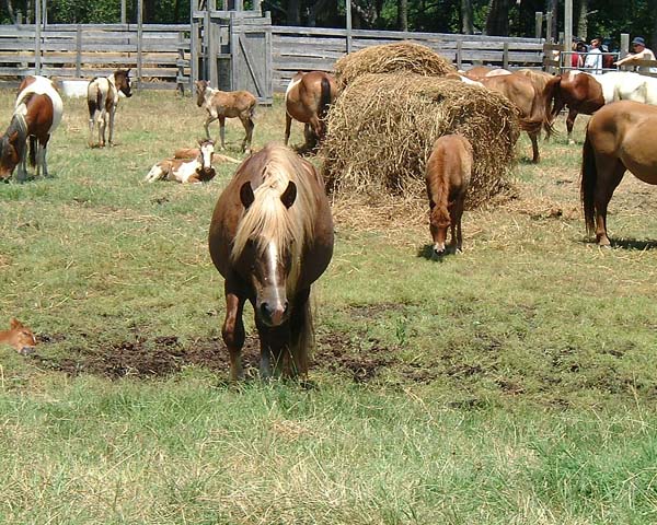 Chincoteague05 026