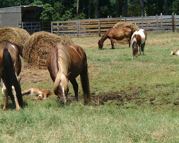 Chincoteague05 028