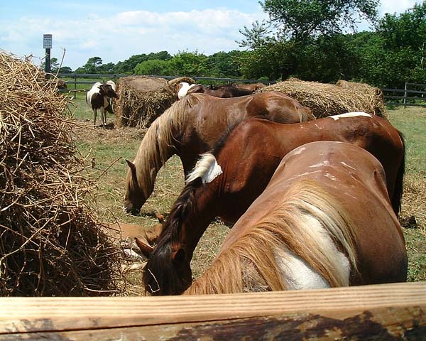 Chincoteague05 031