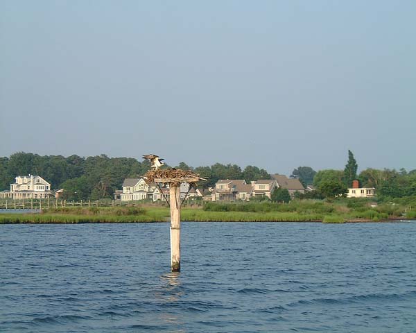 Chincoteague05 032