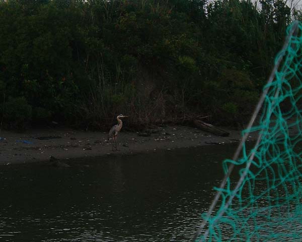 Chincoteague05 046