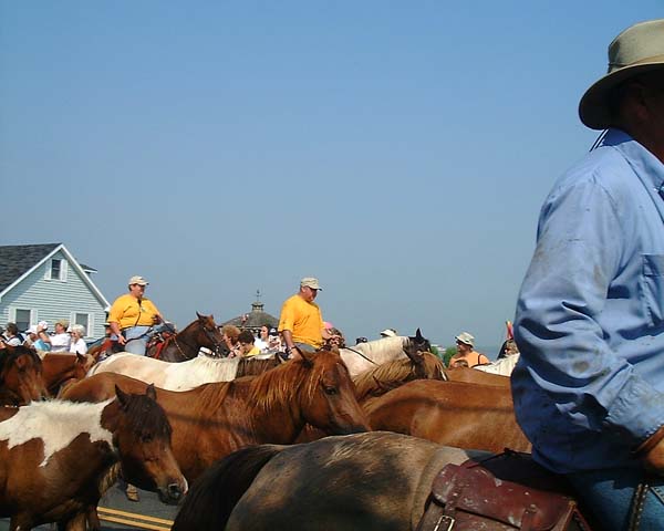Chincoteague05 060