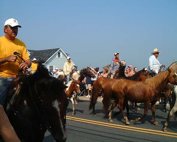 Chincoteague05 061