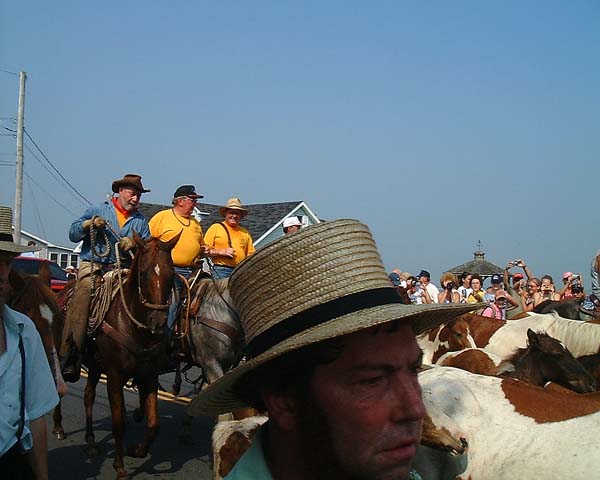 Chincoteague05 072