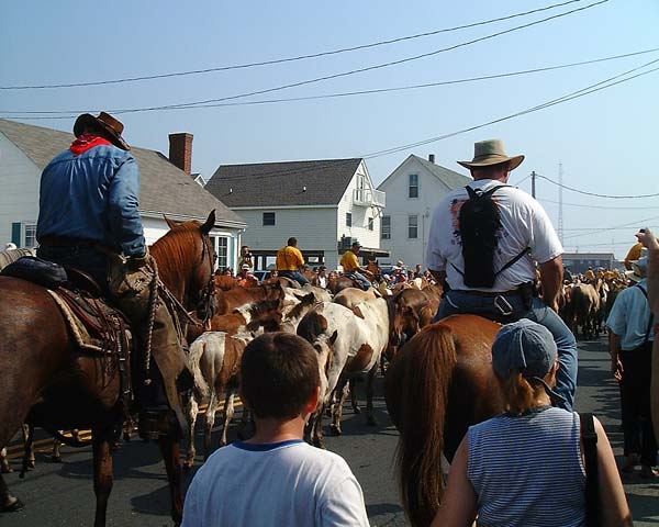 Chincoteague05 073