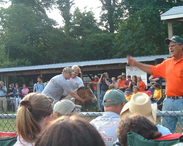 Chincoteague05 077