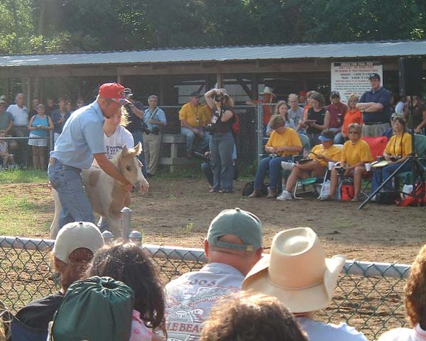 Chincoteague05 087
