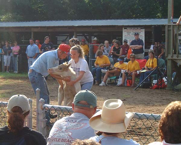 Chincoteague05 088