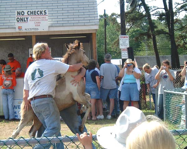 Chincoteague05 094
