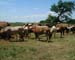 Chincoteague05 002