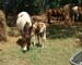 Chincoteague05 003