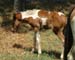 Chincoteague05 004