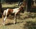 Chincoteague05 005