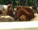 Chincoteague05 006