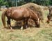 Chincoteague05 007
