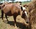 Chincoteague05 014