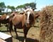 Chincoteague05 015