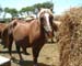 Chincoteague05 016