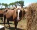Chincoteague05 017