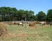 Chincoteague05 019