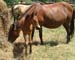 Chincoteague05 021