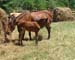 Chincoteague05 022