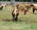 Chincoteague05 026