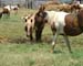 Chincoteague05 027
