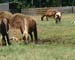 Chincoteague05 028