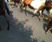 Chincoteague05 066