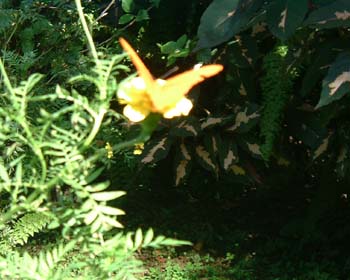 DSCF0018