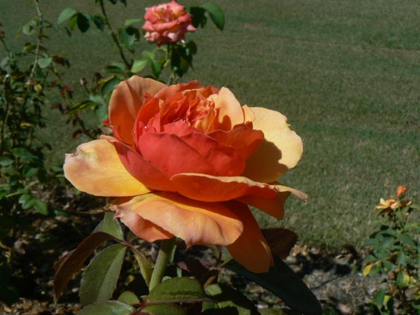 P1000510