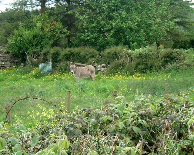 009_Sam the donkey