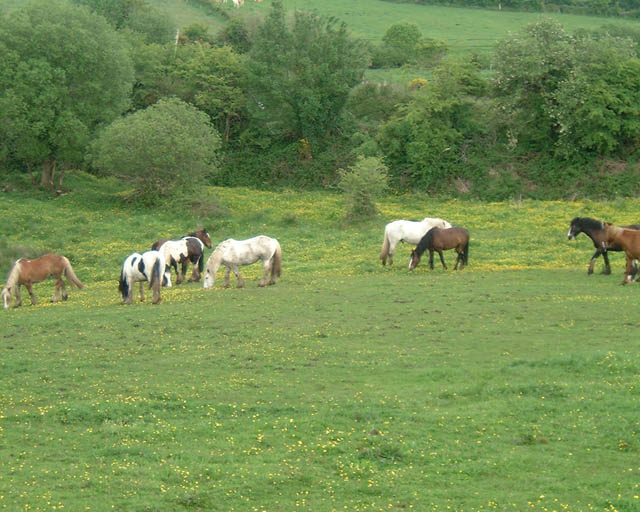 021_horses